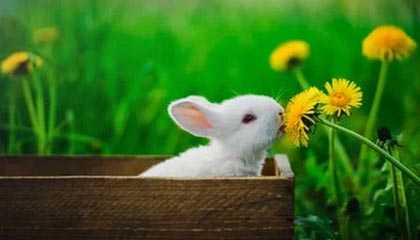 尼斯反击频率提升扩大进攻覆盖范围，尼斯iae